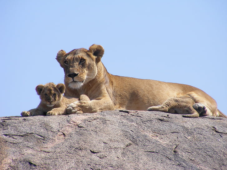 lejon, Cub, Safari, Lioness, Afrika, djur, djur i vilt