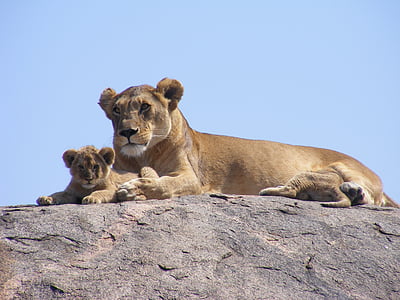 singa, Cub, Safari, singa betina, Afrika, hewan, hewan di alam liar