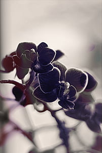 ออร์คิด, ไม้, สีดำและสีขาว, bw, โมโน, ดอกไม้, ดอกไม้