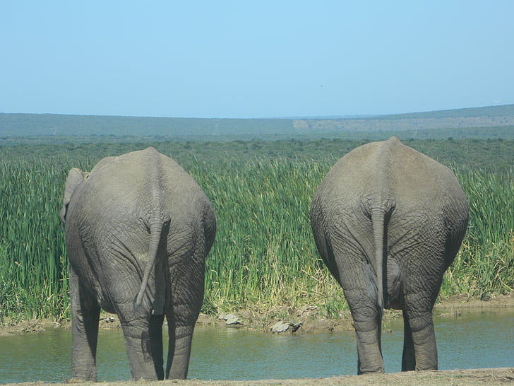 слон, природата, Южна Африка, див живот, Савана, Раиран кожа, бозайник