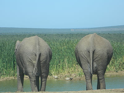 코끼리, 자연, 남아프리카 공화국, 와일드 라이프, 사바나, 스트라이프 모피, 포유 동물