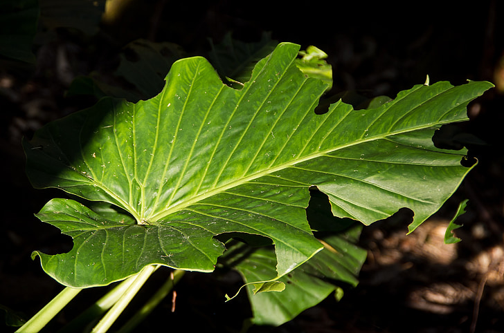 leaf, green, cunjavoi, alocasia brisbanensis, rainforest, forest, subtropical