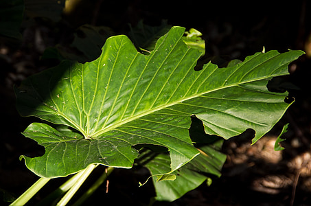 blad, groen, cunjavoi, Alocasia brisbanensis, regenwoud, bos, subtropische