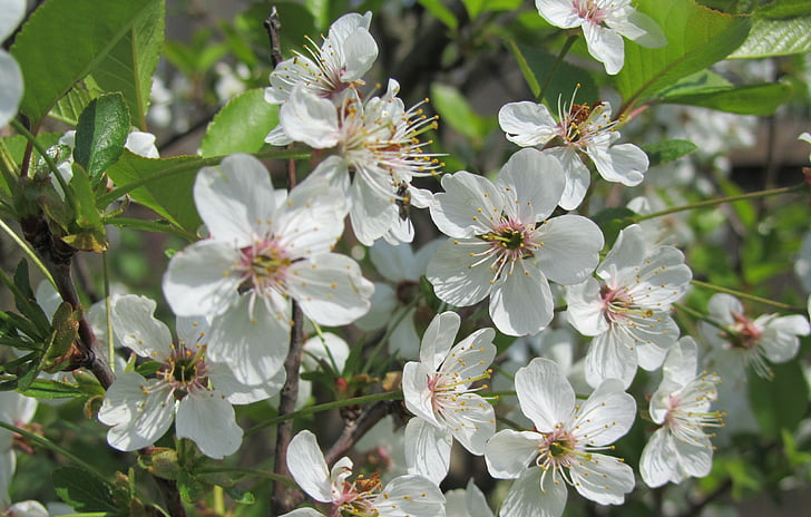 apple tree, apple blossoms, flowers, white, nature, branch, plant