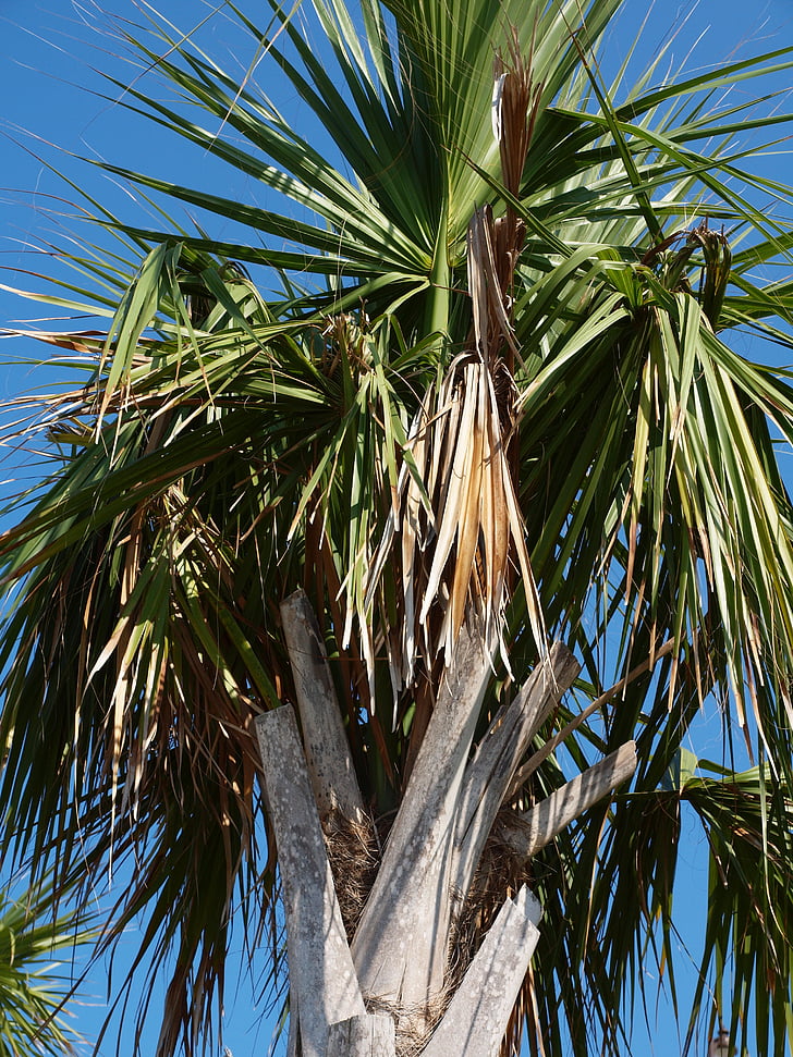 Palm, palmy, Tropical, strom, vejárovitou list