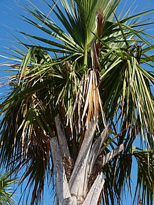 Palm, palmboom, tropische, boom, varenblad