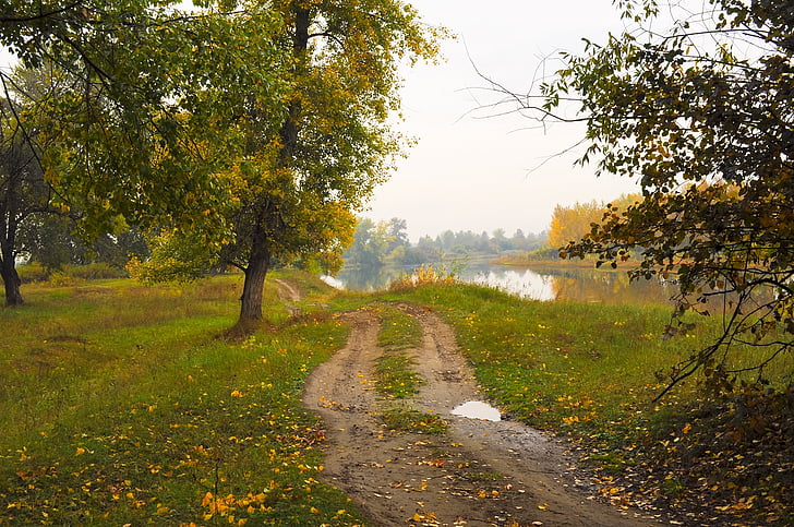 musim gugur, hutan, pohon, jalur jalan kaki, daun, rumput, bidang