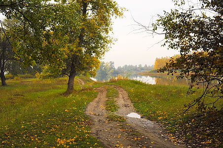 autunno, foresta, alberi, sentieri per passeggiate, foglie, erba, campo
