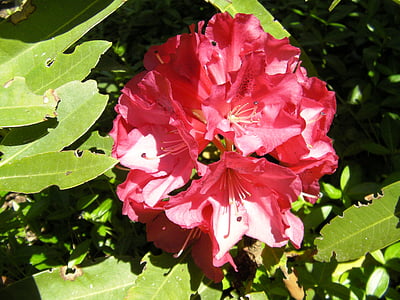 Rhododendron, (Rhododendron ferrugineum), cvetje, cvet, cvetenja, narave, rastline