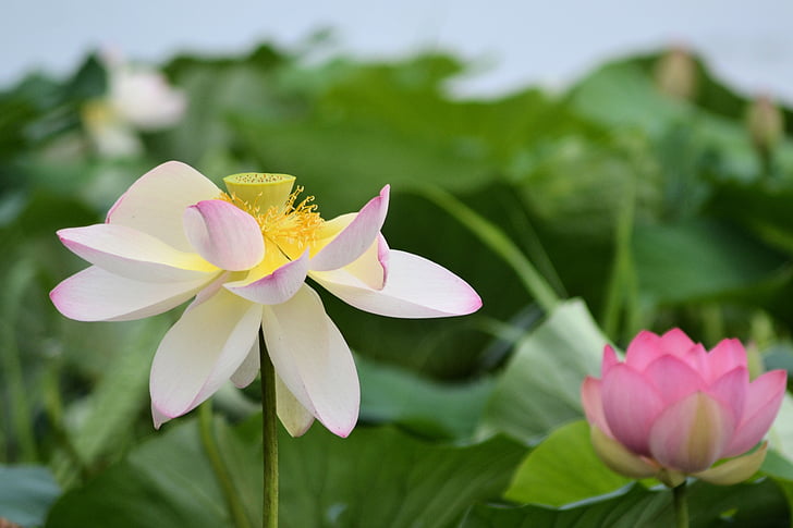 nenúfar, flor, natura, flor, flors, blanc, flor rosa