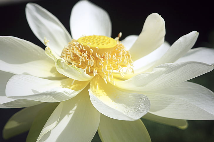Lotus, pūķis, ziedi, balta puķe, nagla, daba
