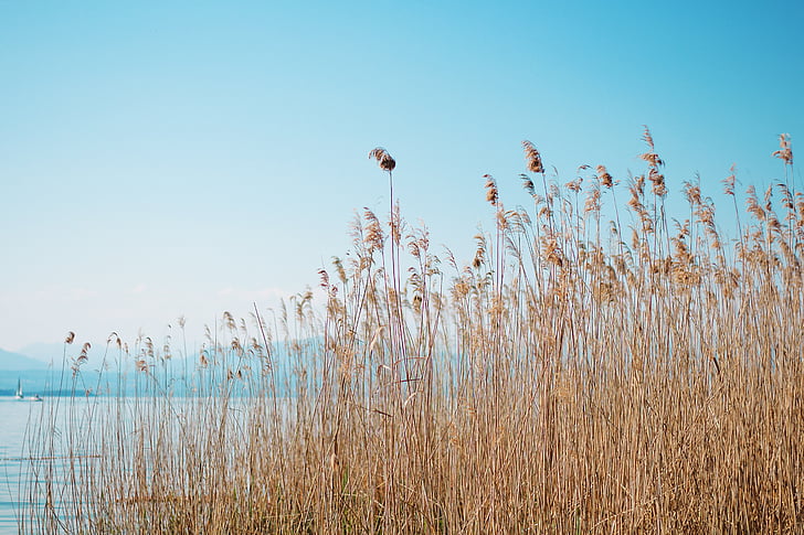 reeds, plants, water, blue, sky, nature