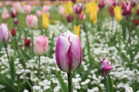 tulip, flower, spring, summer, nature, bloom, blossom