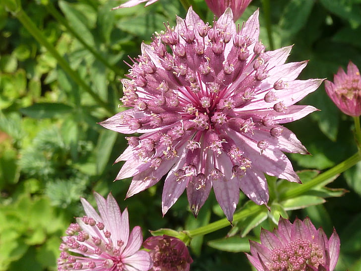 Příroda, pohled na plochu, rostliny, květinové, závod, Bloom, Botanická