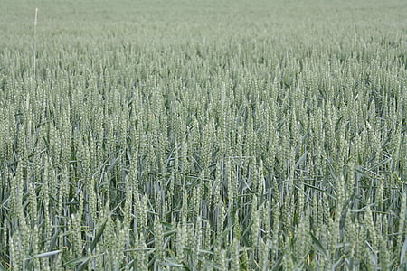 pšenica, letné, pole, staršie, biologické, kukuričnom poli, poľnohospodárstvo