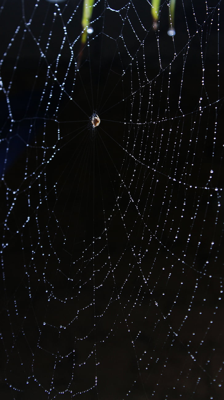 zamlžené, Web, zamlžené web, pavouk, pavučina, Příroda, ráno