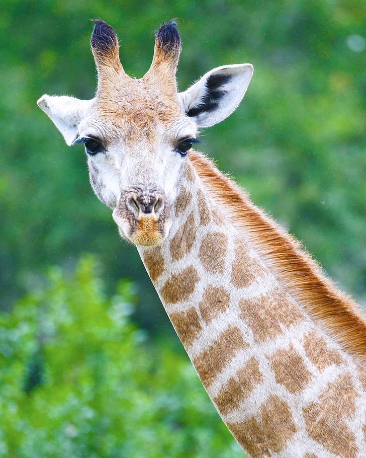 giraf, Sydafrika, Safari, Seaview Løvepark, dyr, Wildlife, natur