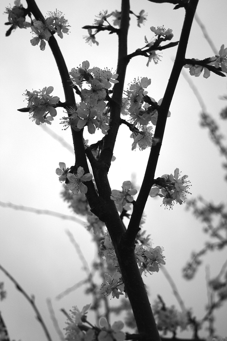 plum, white, spring