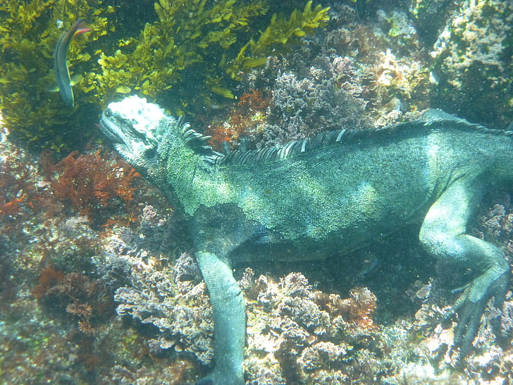 morske iguane... dok, Galapagos, ronjenje, gmaz, Iguana, gušter, životinja