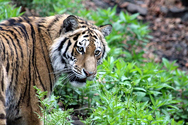 tiger, amur tiger, ussurian tiger, panthera tigris altaica, wild cat, predator, beast of prey