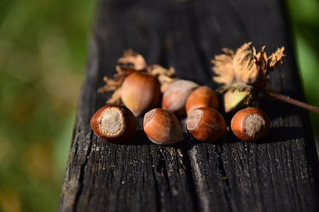 nuts, hazelnuts, nut, food, brown, tasty, shells