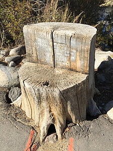 stump, tree, bark, wood, old, root, outdoors