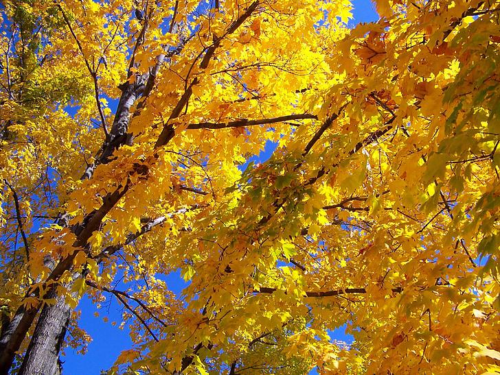 Outono, Outono, Maple, árvore, folhas, amarelo