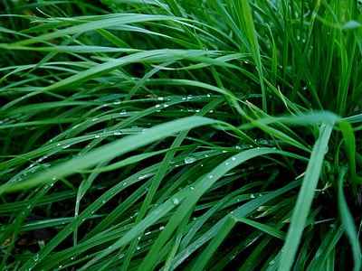 grass, green, dew, drops of morning dew