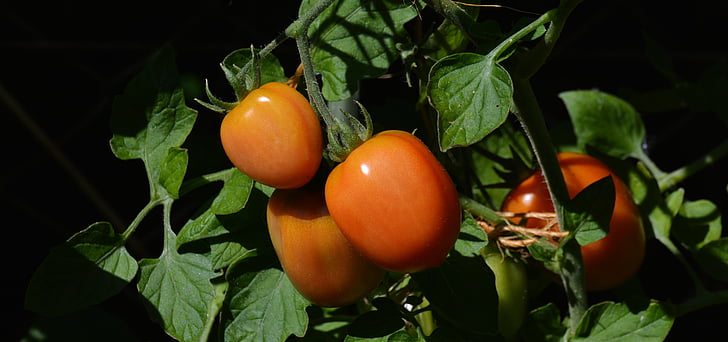 tomates, Tomate Saladet, jardín, crecimiento vegetal, nachtschattengewächs, tomatenrispe, Bush tomate