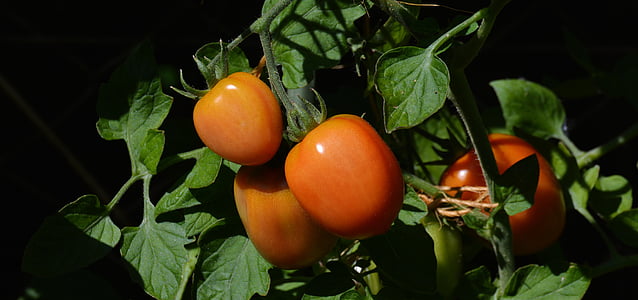 tomatoes, roma tomatoes, garden, vegetable growing, nachtschattengewächs, tomatenrispe, bush tomatoes