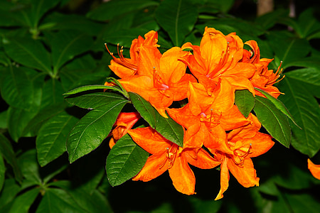 Азалия, рододендрон, цветя, оранжеви цветя, растителна, Градина, цвете