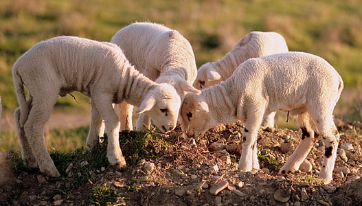 thịt cừu, đoàn chiên, chơi, vật nuôi, con cừu, Trang trại, nông nghiệp