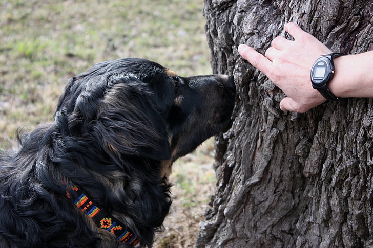 piesa, câine, degustător, căutare, negru, copac, sniffing