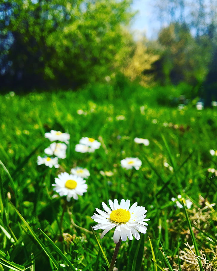Daisy, kukat, Puutarha, vihreä, kukka, kevään, ruoho