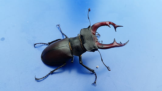 stag-beetle, bug, beetle, nature, insect, animal, wildlife