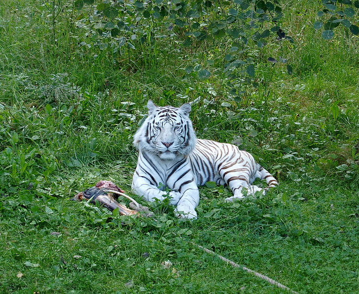 tigre, tigre blanc, blanc, gat, felí, salvatge, predadors