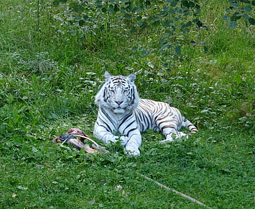 tiger, white tiger, white, cat, feline, wild, predators