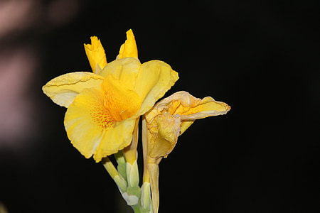 Lily, týkajúce sa, kvet, Iris