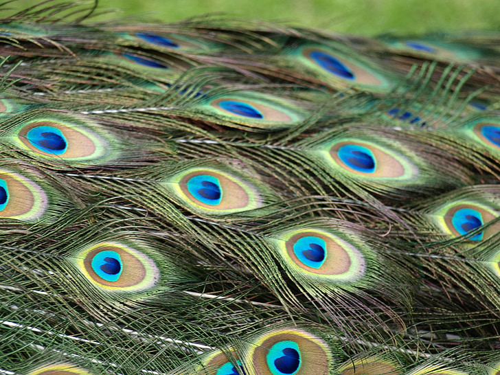 paabulind, Peacock sulgede, Feather, Värviline, muster, Pavo cristatus