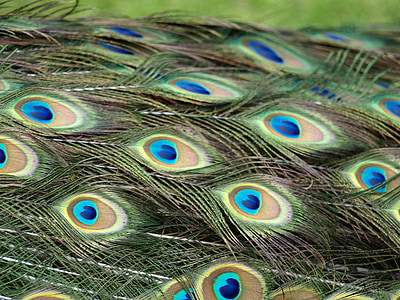 공작, 공작의 깃털, 깃털, 다채로운, 패턴, 공작 자리 방향 cristatus