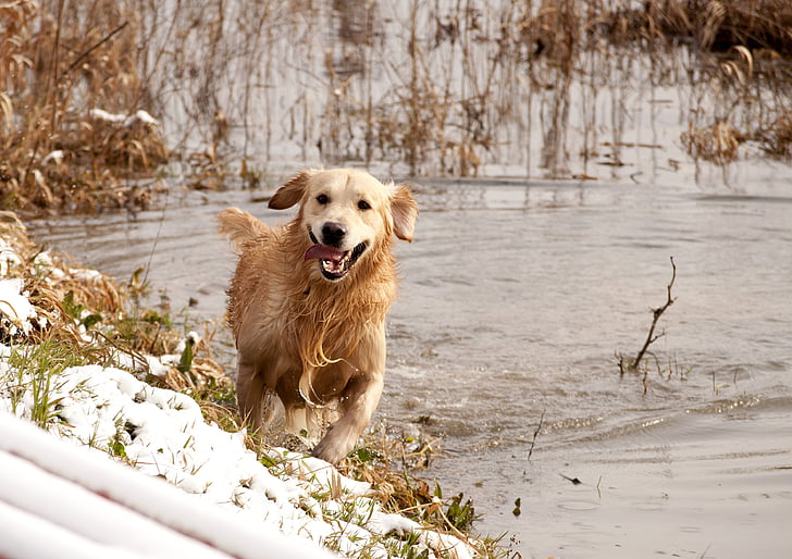Златни, лабораторията, Ловджийско куче, Щастлив, куче, домашен любимец, тичане