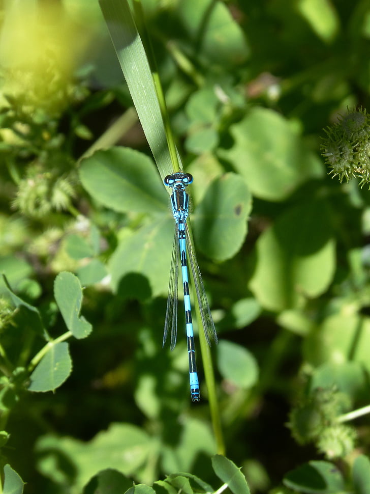 blue dragonfly, coenagrion hastulatum, leaf, flying insect, wetland