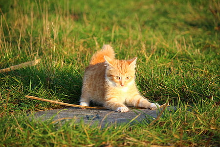 Kot, kotek, Kot dziecko, młody kot, czerwony kot, trawa, Kot domowy