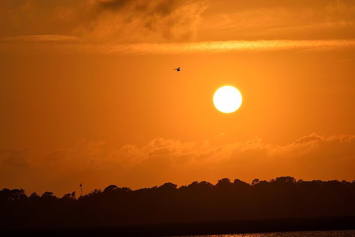 puesta de sol, la Florida, aves, aviar, pelícanos volando, cielo, flora y fauna