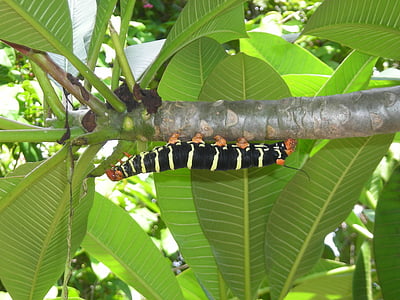 Caterpillar, blad, natur, insekt, plante, biologi, grøn ark