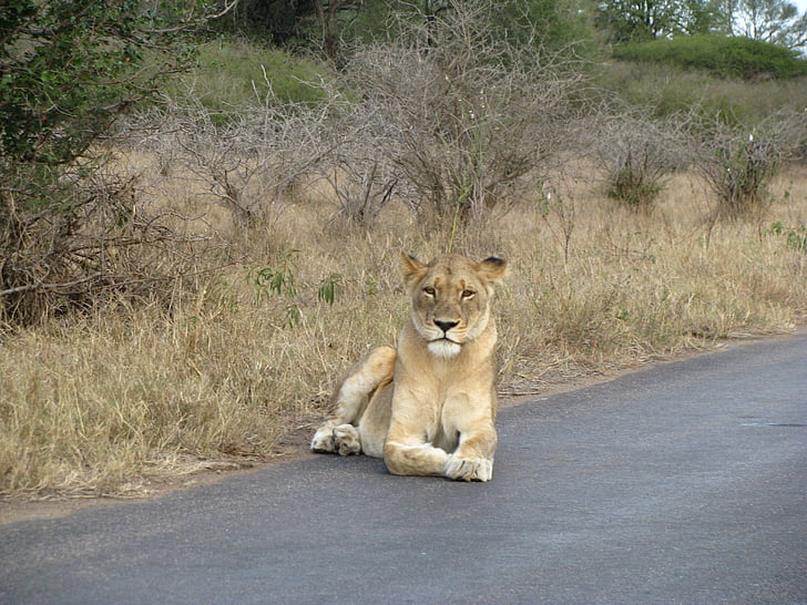 Lion, Safari, animal, sauvage, l’Afrique, route, dowm