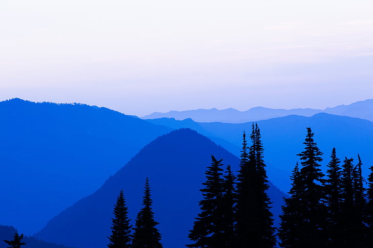siluets, koki, kalns, diena, zila, ēna, tumša