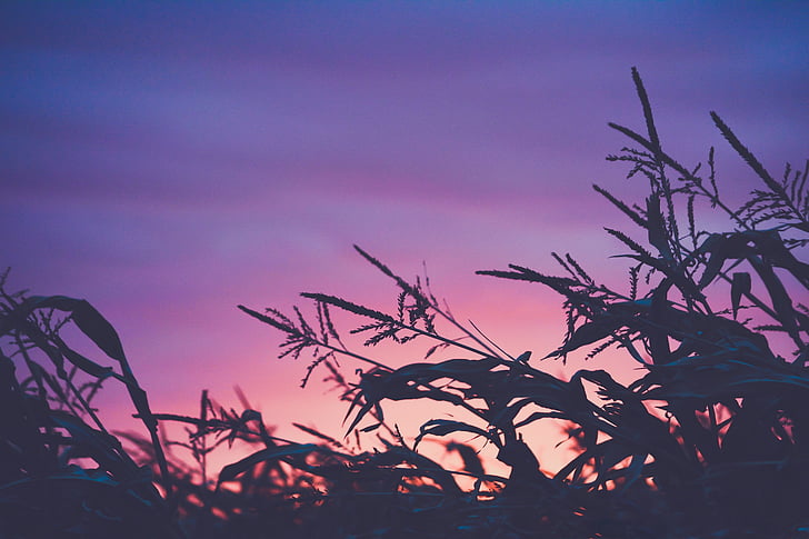 silhouette, photo, plant, purple, blue, sky, sunset