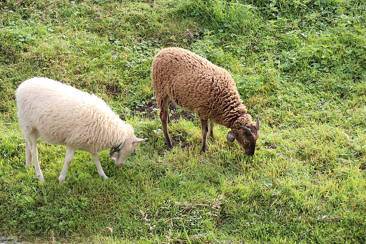 sheep, grazing, grass, animal, farm, white, brown