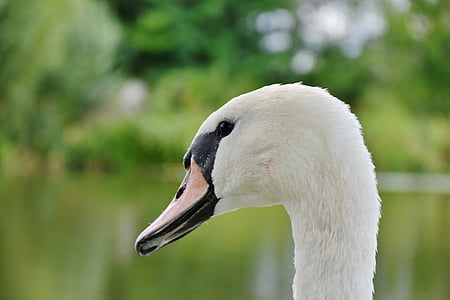 swan, white, bank, bird, water, water bird, animal